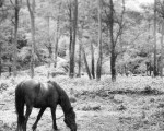 El Castaño, Sopuerta – Instagram