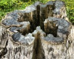 Txillida eta natura #egurra #wood #Chillida #texture #formas – Instagram