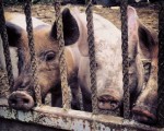 Y soplaré, y soplaré… #trescerditos #txerriak #porky #Abornikano #Araba – Instagram