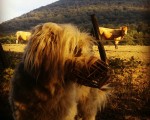 Bi ala bi askatasunean preso #Uda #txakurra #perro #behia #vaca #Abornikano #Araba – Instagram