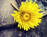 Abandonado en la piedra el sol se marchita… #flor #amarilla #amarillo #sol #piedra #rama #primavera #Pobeña – Instagram