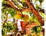 Tantos años y al final da sus frutos #albaricoque #frutal #frutos #árbol #elRincóndeGoya #Mamblas #primavera #ramas #hojas #tejado #ladrillo – Instagram