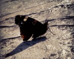 Calentando moteres al sol #tximeleta #pinpilinpauxa #mariposa #butterfly #beltzalaranja #negronaranja #blackorange #sol #eguzkia #sun #acontraluz – Instagram