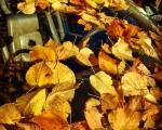 #hojas #ocres #invierno #coche #luna #volante #hojarasca #asiento #piloto #auto – Instagram