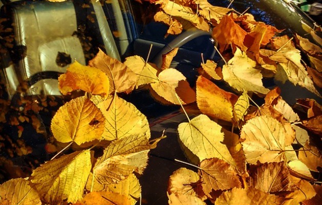 #hojas #ocres #invierno #coche #luna #volante #hojarasca #asiento #piloto #auto – Instagram