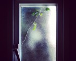 #naturaleza llamando a mi #puerta#cristal #beira #atea #kristala #natura #rama #hojas #ostoak #dentrofuera #barrukanpo #contraluz – Instagram