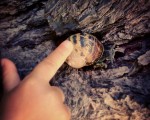 Caricias que traspasan caparazones #caracol #caricia #caparazón #mano #niño #corteza #árbol #cuernos – Instagram
