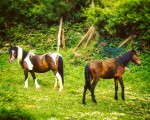 #Zaldiak #askatasunean #Sopuerta #ElCastaño #Enkarterri – Instagram