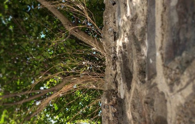 #Simetrías en el camino#orgánico vs. #inerte #árbol vs. #piedra #natura vs. #gizakia#zuhaitza #tree #pared #horma #wall @igerseuskadi – Instagram