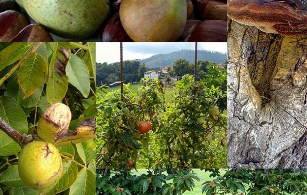 Tu #supermercado de confianza: #naturaleza #puravida!!!#peras #perucos #higos #castañas #nueces #manzanas #tomates … – Instagram