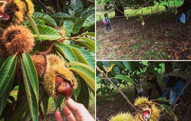 #Gaztainak biltzen #negua hurbiltzen#familiagiroa #castañas recogida #enfamilia #Cantabria – Instagram