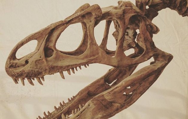Más sólo somos una ínfima parte en millones de años…#esqueleto #dinosaurio #dino #cabeza #cráneo #tiempo #millonesdeaños – Instagram