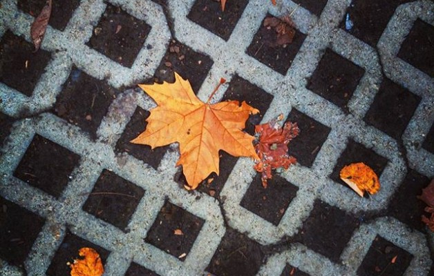 #Texturas de #otoño#hojas #hostoak #udazkena #Barakaldo #Sanbizente @igerseuskadi @igersbilbao @instagram – Instagram