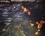 #Mar de flores#Flores de mar#rosa #ría #Nervión #Nerbioi #itsasadarra #agua #hojas #otoño #piedras #Barakaldo@igerseuskadi @igersbilbao @instagram – Instagram