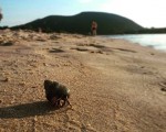 #Ocupando y con la #casa a cuestas#ermitaño #PlayaJoyel #playa  #Noja #Cantabria #arena @instagram #okupa – Instagram