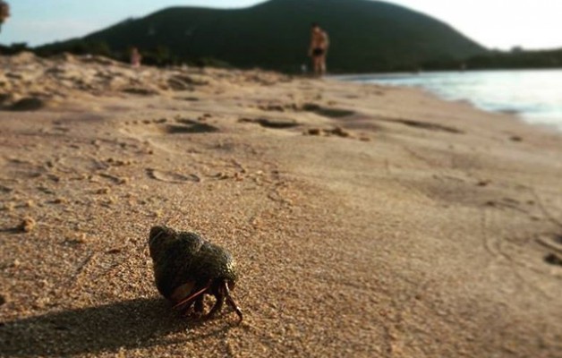 #Ocupando y con la #casa a cuestas#ermitaño #PlayaJoyel #playa  #Noja #Cantabria #arena @instagram #okupa – Instagram