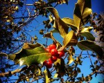 #Negua bertan da #Saldropo #Zeanuri #Dima #Ubidea #Gorbeialdea #Bizkaiamaite@igerseuskadi @instagram @basurdeeditions #basoa #bosque #zuhaitza #arbol #ramas #fruto #invierno #winteriscoming – Instagram