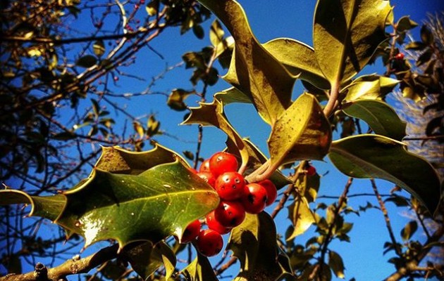 #Negua bertan da #Saldropo #Zeanuri #Dima #Ubidea #Gorbeialdea #Bizkaiamaite@igerseuskadi @instagram @basurdeeditions #basoa #bosque #zuhaitza #arbol #ramas #fruto #invierno #winteriscoming – Instagram