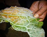 #Escarcha #hoja #frio #Sopuerta #Enkarterri #Encartaciones #hotza #ostoa #negua #invierno @igerseuskadi @instagram – Instagram
