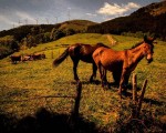 #GereaAuzoa #Longa #Mallabia #Bizkaia #mendia #paisaia #zaldia #astoa #behiak #landak #larrea @igerseuskadi @basurdeeditions – Instagram