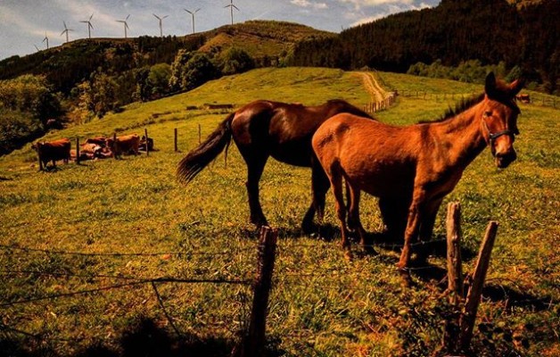 #GereaAuzoa #Longa #Mallabia #Bizkaia #mendia #paisaia #zaldia #astoa #behiak #landak #larrea @igerseuskadi @basurdeeditions – Instagram