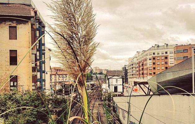 #Plantasinvasoras en plena #ciudad #Barakaldo #naturarenindarra #estacionrenfe #tren #BarakaldoBilbao @igerseuskadi @igersbilbao @instagram – Instagram