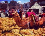 #FeriaMedieval #Ávila #camellos – Instagram