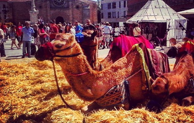 #FeriaMedieval #Ávila #camellos – Instagram