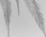 #textures #texturas #palmeras @igers @instagrames #cielo #zerua #palmondo #blackandwhite #blancoynegro #zuribeltza #escaladegrises – Instagram