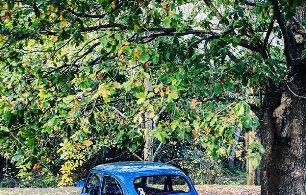 #seiscientos #azul #600 #cochesantiguos #vintage #arbol #sombra @igerseuskadi @instagrames @igersbilbao @igersbizkaia – Instagram
